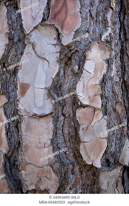Bark of the Canary pines (Pinus canariensis), La Palma, Canary islands, Spain
