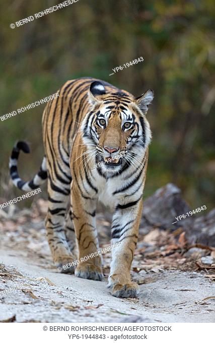 Tiger (Panthera tigris) walking on forest track, Kanha National Park, Madhya Pradesh, India
