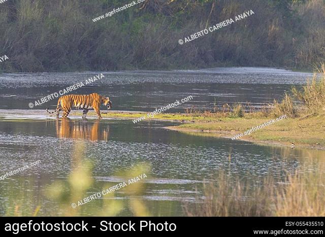 Bengal Tiger, Panthera tigris tigris, Royal Bardia National Park, Bardiya National Park, Nepal, Asia