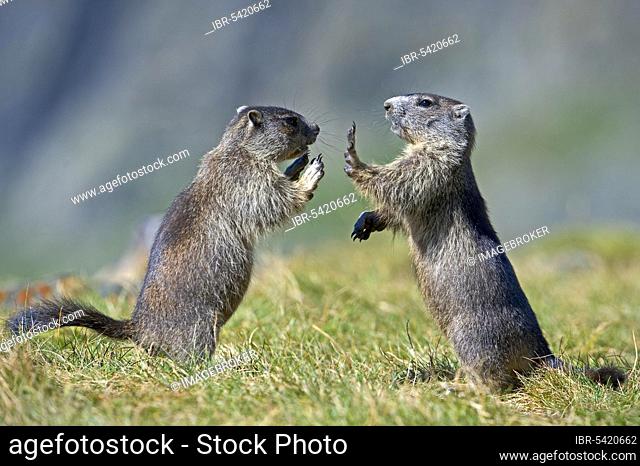 Alpine Marmots (Marmota marmota), young, national park Upper Tauern, Austria, Europe