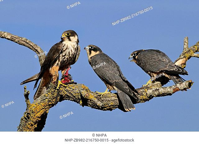HOBBY Falco subbuteo adult with prey COMMON SWIFT A apus feeding young and brother Lleida, Catalonia Spain
