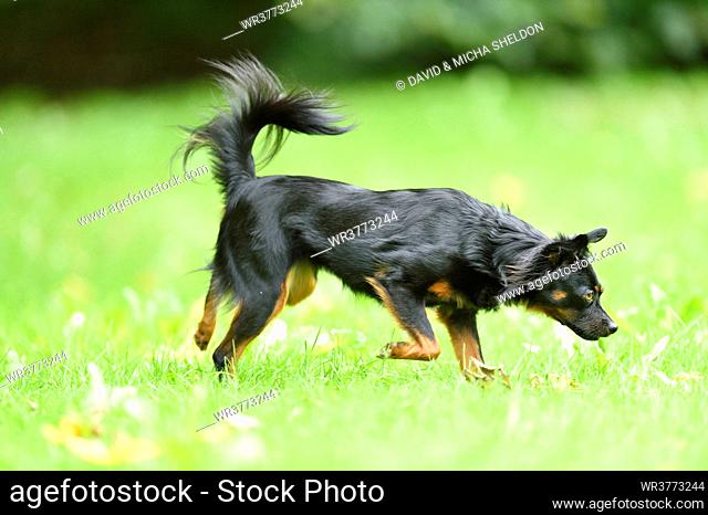 Mixed-breed dog on a meadow, Upper Palatinate, Bavaria, Germany, Europe