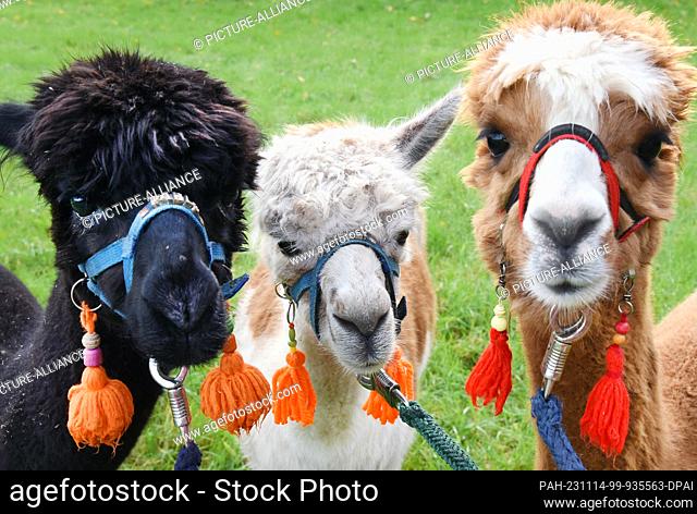 03 November 2023, Saxony, Delitzsch: The three Tierpark alpacas Lara Madonna, Nelly and Peaces (r-l) go for a walk with 82-year-old Bernd Düsel and his wife...