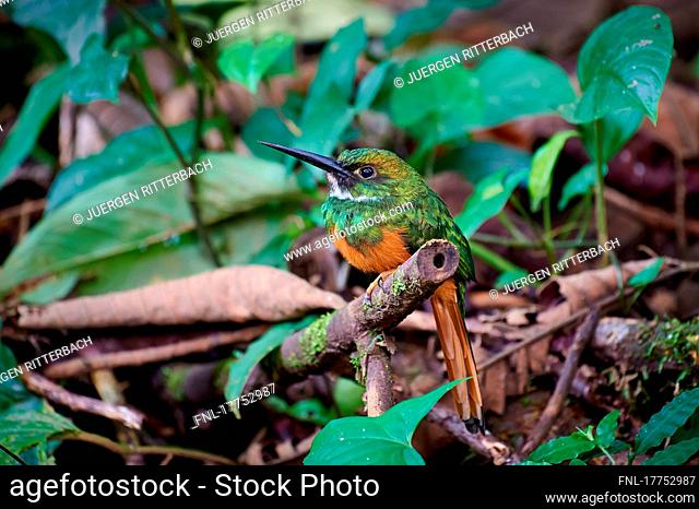 Rufous-tailed jacamar (Galbula ruficauda), Braulio Carrillo National Park, Costa Rica, Central America|rufous-tailed jacamar (Galbula ruficauda)