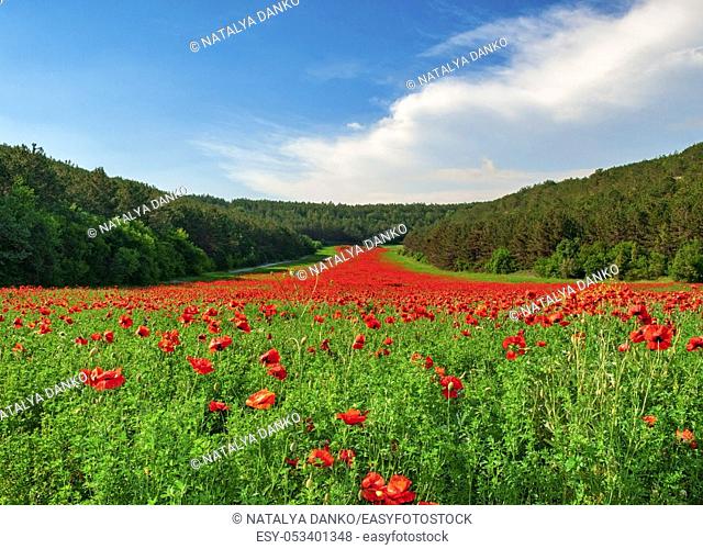 Valley with many blooming red poppies on a summer day, Ukraine, Sevastopol