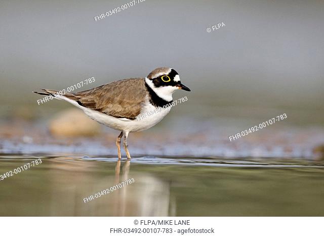 Little Ringed Plover Charadrius dubius adult male, summer plumage, standing in shallow water, Midlands, England, april