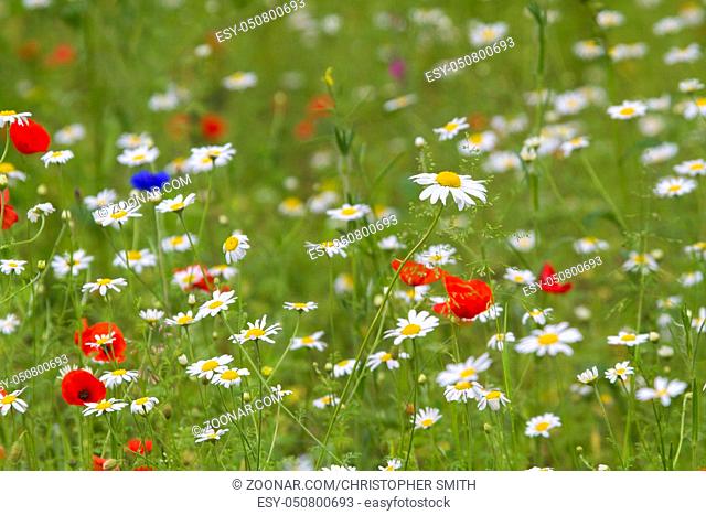 Wildflower meadow from the UK with oxeye daisy and poppy