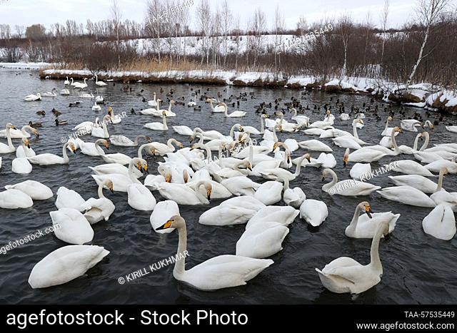 RUSSIA, ALTAI REGION - FEBRUARY 24, 2023: Swans are seen on Lake Svetloye (Lebedinoye) in the Lebediny Nature Reserve. The lake is the only place in Russia...
