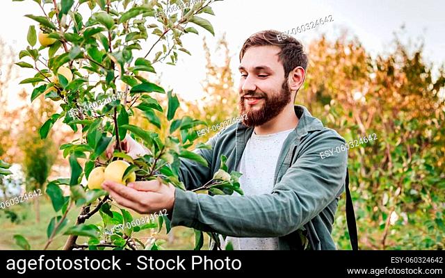 Young attractive farmer male worker crop picking apples in orchard garden in village during autumn harvest. Happy man works in garden