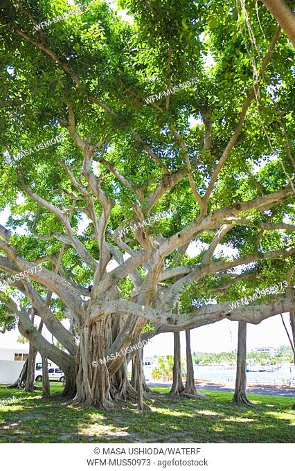 Banyan Tree, Ficus spec., Jupiter, Palm Beach County, Florida, USA