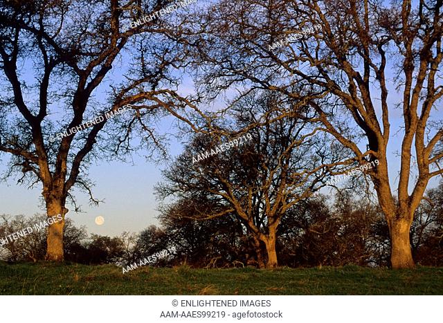 Full Moon setting at Sunrise through Oak Trees in the Foothills near Plymouth, Amador County, California