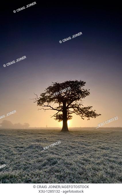 A tree stands in frosty farmland at sunrise  Wrington, North Somerset, England United Kingdom