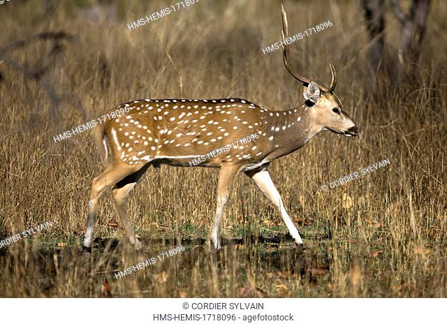 India, Madhya Pradesh state, Bandhavgarh National Park, Spotted deer or axis deer, chital or cheetal (Axis axis)