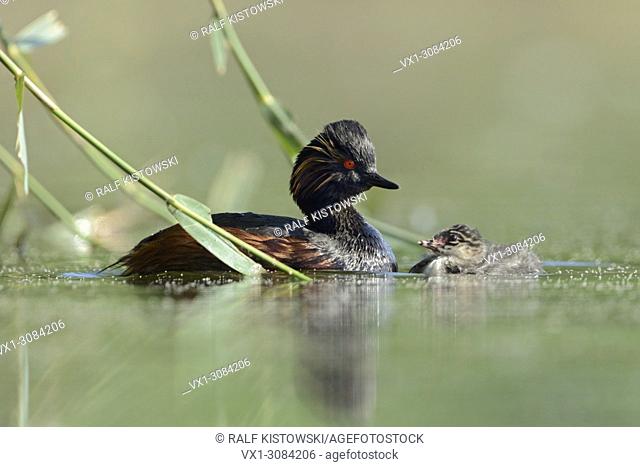 Black-necked Grebe / Eared Grebe ( Podiceps nigricollis ) swims breast to breast with its chick inbetween reed stalks, wildlife, Europe