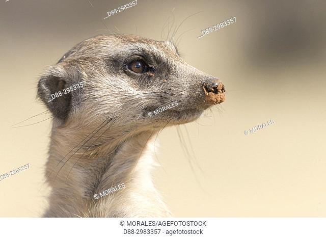 Africa, Southern Africa, South African Republic, Kalahari Desert, Meerkat or suricate (Suricata suricatta), adult