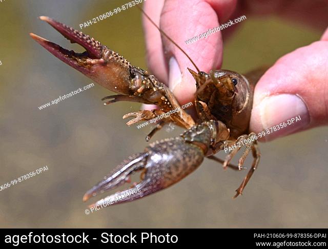 31 May 2021, Baden-Wuerttemberg, Rheinstetten: A live calico crayfish is shown at a pond called ""Milk Coffee"". In that body of water