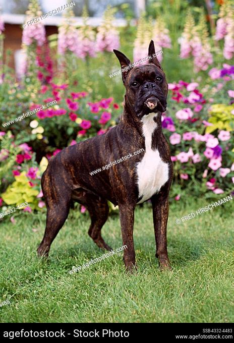 Boxer, AKC, 1 1/2-year-old 'Una' owned by Jean Hale of Palmer and photographed in Palmer, Alaska