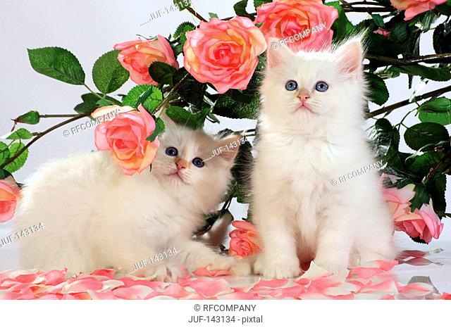 Sacred cat of Burma - two kittens in front of roses