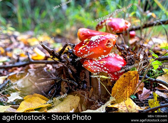Europe, Germany, Baden-Wuerttemberg, Stuttgart, Damaged toadstools in the autumn forest