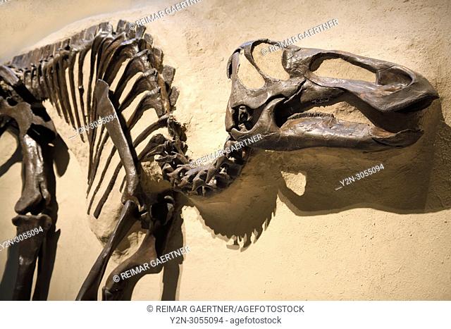 Face of a Hadrosaur Duckbill dinosaur skeleton from Alberta 70 million years old at ROM Toronto Canada