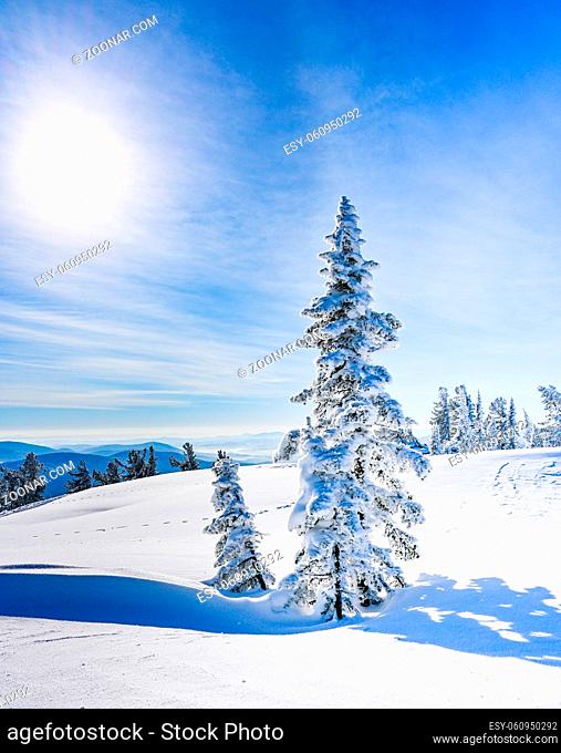 beautiful winter landscape spruce snow covered sunny weather
