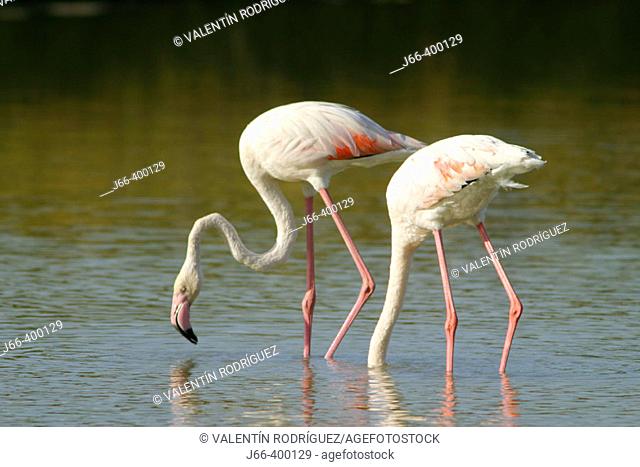 Greater Flamingos (Phoenicopterus ruber roseus). Salinas de Calpe. Alicante Province. Spain