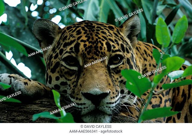 Jaguar (Panthera onca), IC, Banana Bank Lodge, Cayo, Belize