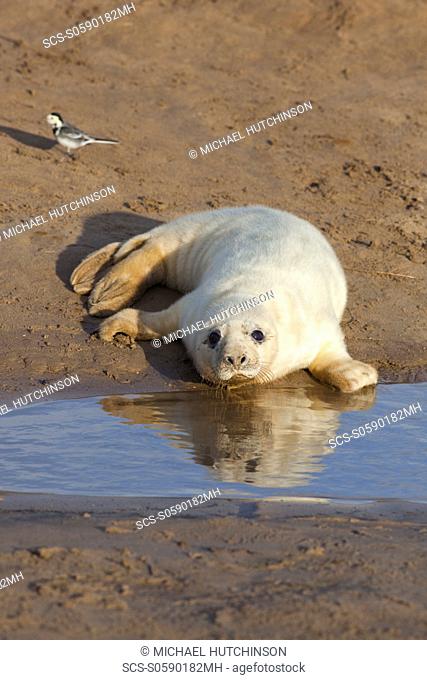 Grey Seal Halichoerus grypus pup in white lanugo coat reflected in pool November Donna Nook, Lincolnshire, UK