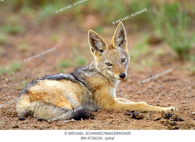 Black-backed Jackal (Canis mesomelas), adult, eye contact, lying, Pilanesberg National Park, Pilanesberg Game Reserve, South Africa