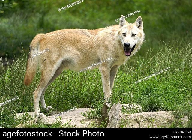 Timberwolf, American wolf Mackenzie Valley Wolf (Canis lupus occidentalis) standing, Captive, France, Europe