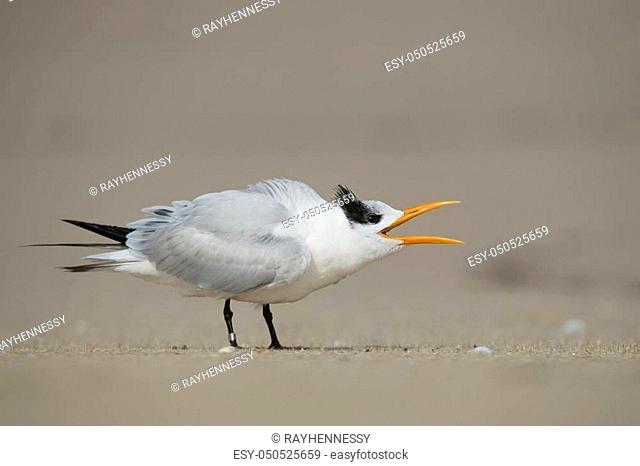 A Royal Tern walks along the sand beach while loudly calling with its large beak open