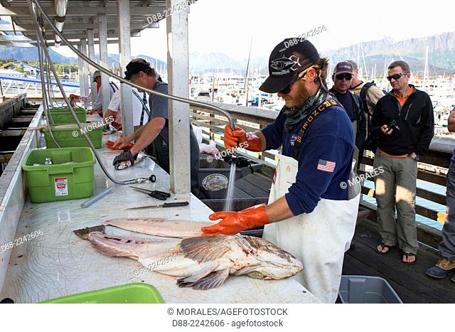 North America, United States, Alaska, Southcentral Alaska, Kenai Peninsula, Seward small boat harbor, catch of the day, skinning of fish, filleting fish