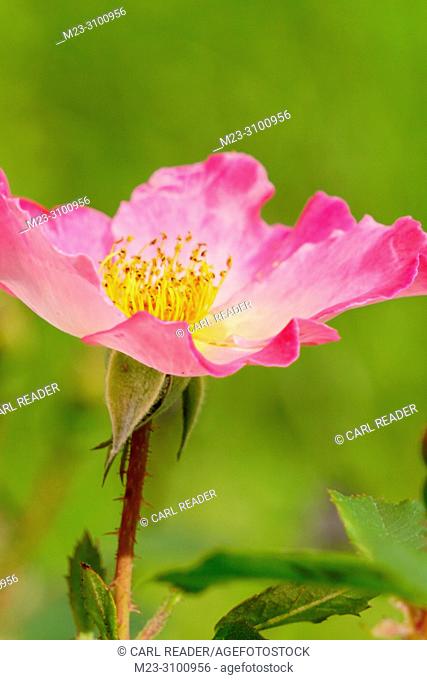 Rosa rugosa is native to eastern Asia, where it often grows in sand, Pennsylvania, USA