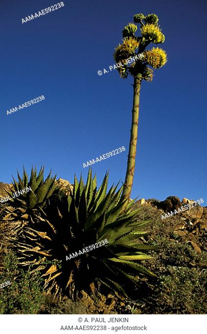 Century Plant (Agave shawii), Baja, Mexico