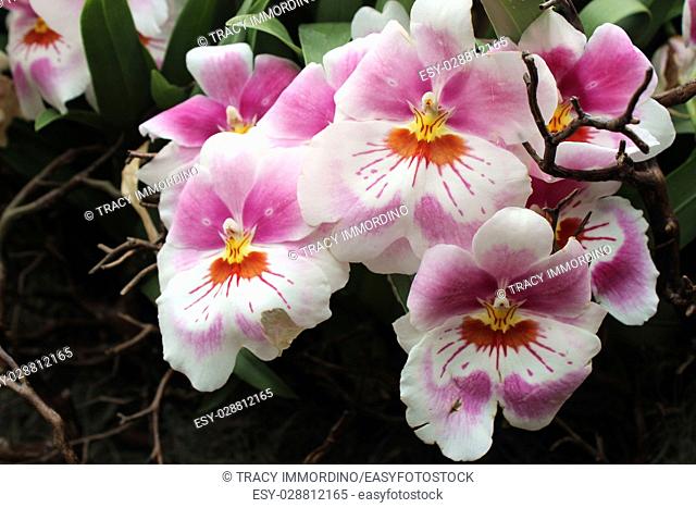 Close up of a cluster of pink, white, orange and yellow Miltoniopsis orchid flowers in full bloom