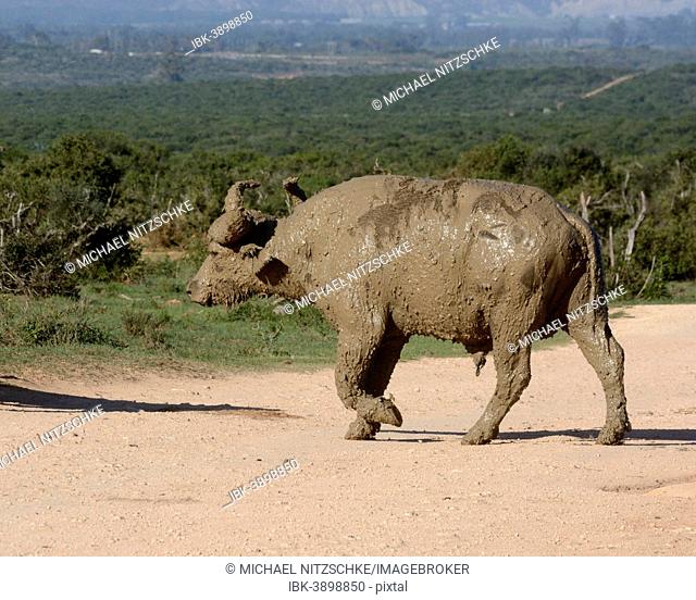 Cape Buffalo (Syncerus caffer), after a mud bath, Addo Elephant National Park, Eastern Cape, South Africa