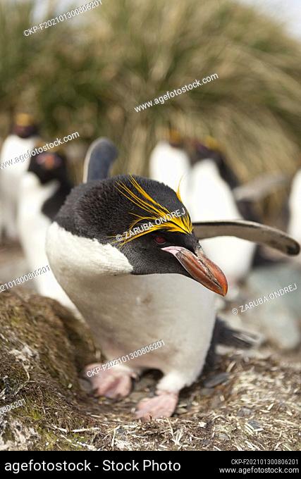 Macaroni penguin (Eudyptes chrysolophus) on the coast of South georgia Island. (CTK Photo/Ondrej Zaruba)