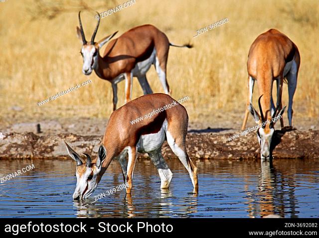 Springbock, Central Kalahari Game Reserve, Botswana, Botsuana, Antidorcas marsupialis, Springbok