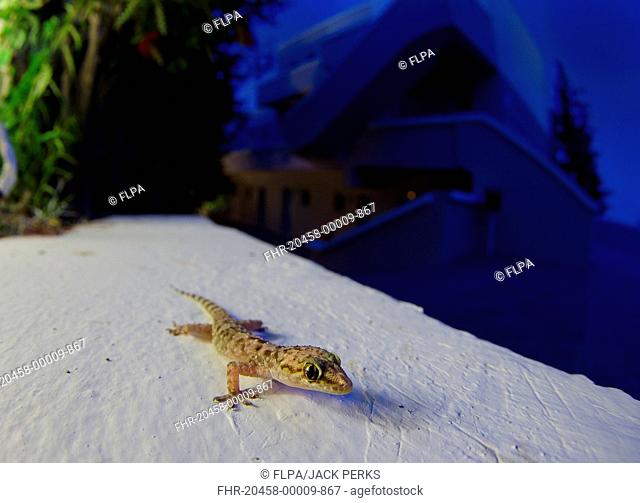 Turkish Gecko (Hemidactylus turcicus) adult, on low wall at night, Rhodes, Dodecanese Islands, Aegean Sea, Greece, May