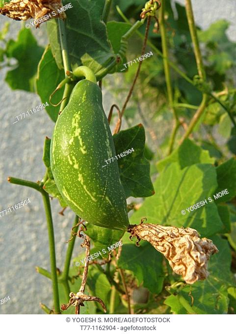 Coccinia grandis, Ivy gourd, Cucurbitaceae