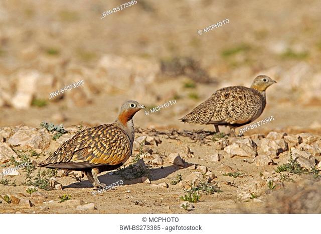 black-bellied sandgrouse Pterocles orientalis, two individuals on the ground, Canary Islands, Fuerteventura