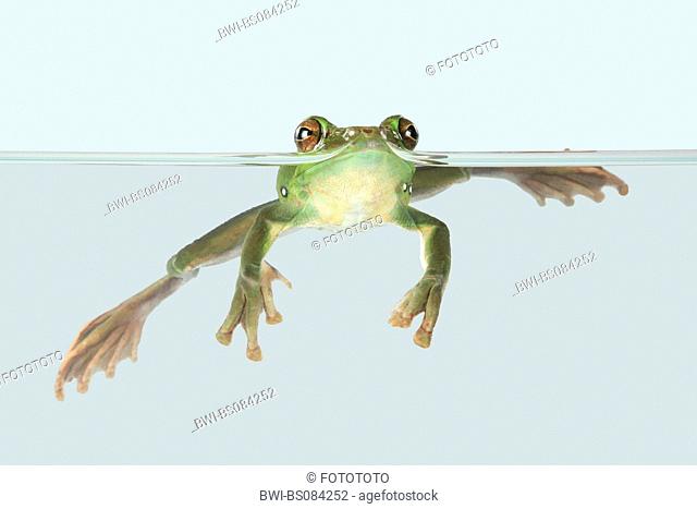 Blanford's whipping frog, asian gliding tree frog, asian gliding treefrog (Rhacophorus dennysi), in water