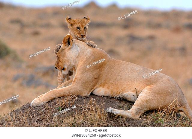 lion (Panthera leo), juvenile playing with its mother, Kenya, Central, Masai Mara National Park, Narok