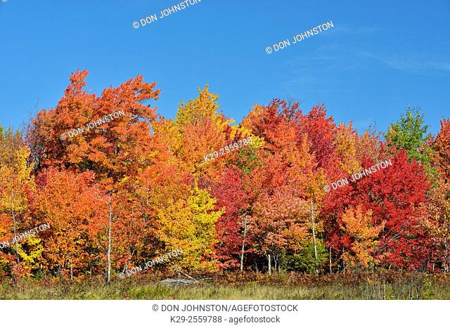 Autumn foliage in a mixed hardwood forest at the edge of a wetland, Greater Sudbury, Ontario, Canada