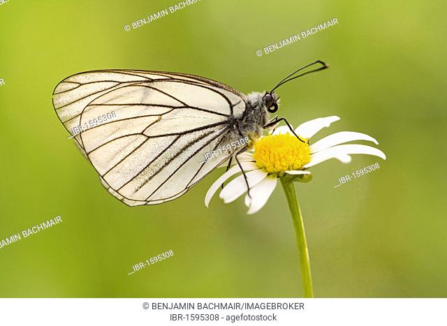 Black-veined White butterfly (Aporia crataegi)
