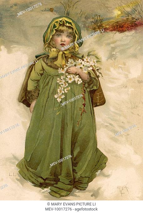 A girl carries an armful of Christmas Roses through the snow