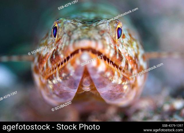 Close-up of a Lizardfish underwater, South Male Atoll, Maldives