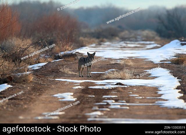 Coyote(s) in Bosque del Apache national wildlife refuge in New Mexico, USA