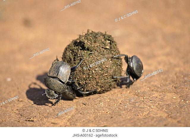 Dung Beetle, Pachylomeras femoralis Scarabaeus, Madikwe National Park, South Africa , Africa, group on elephant dung