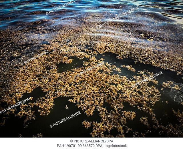 18 June 2019, Mexico, Puerto Morelos: Lots of brown algae swim in front of the beach in the much visited region of Yucatan